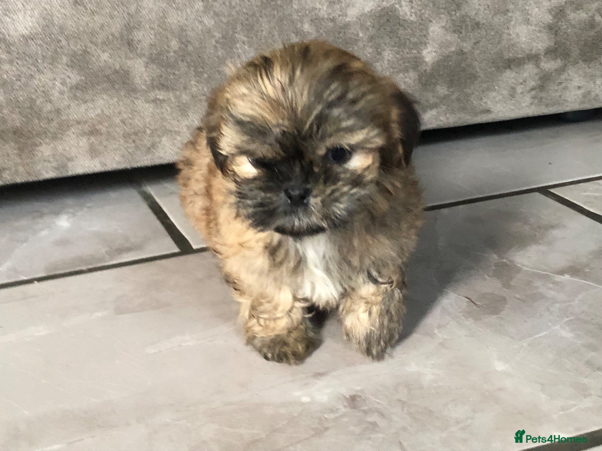 Shih Tzu dogs 6 beautiful shih tzu puppies for sale  - Advert 5