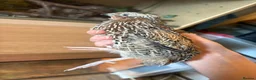 Quail poultry for sale: Tibetan x Italian cross coturnix quail (Male) in Ellesmere Port - Advert 4