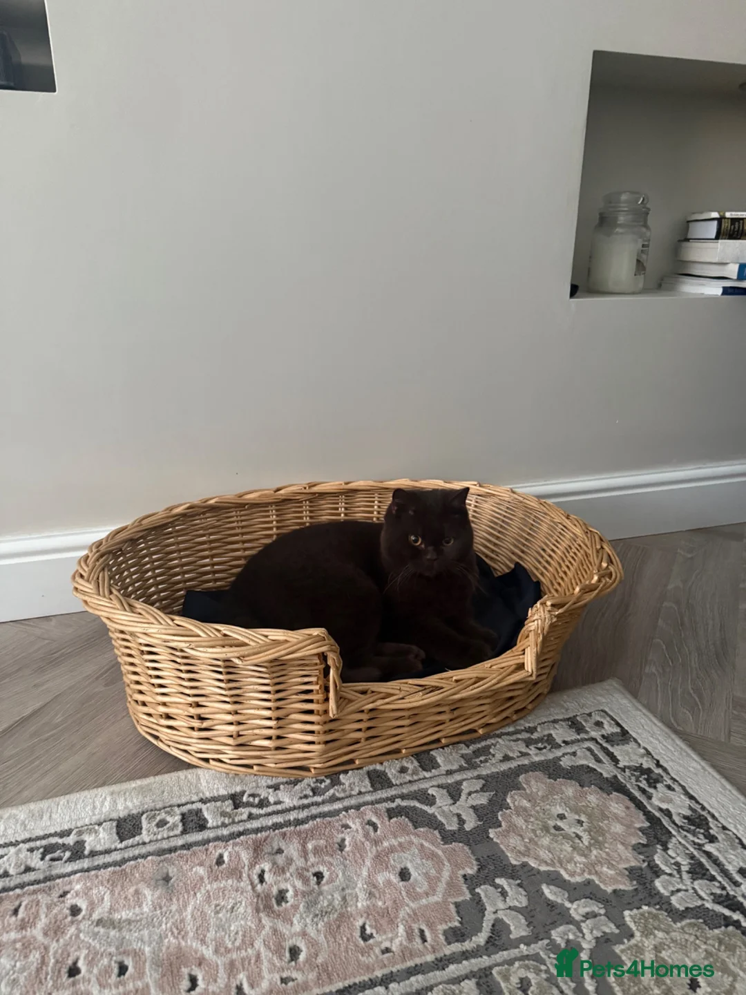 British Shorthair cats for sale: Lovable chocolate male bsh - Advert 2