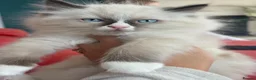 Ragdoll cats for sale: Chunky TICA registered seal kittens - Advert 14