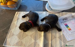 Cocker Spaniel dogs for sale: Final 2 pups in the Litter - Image 10