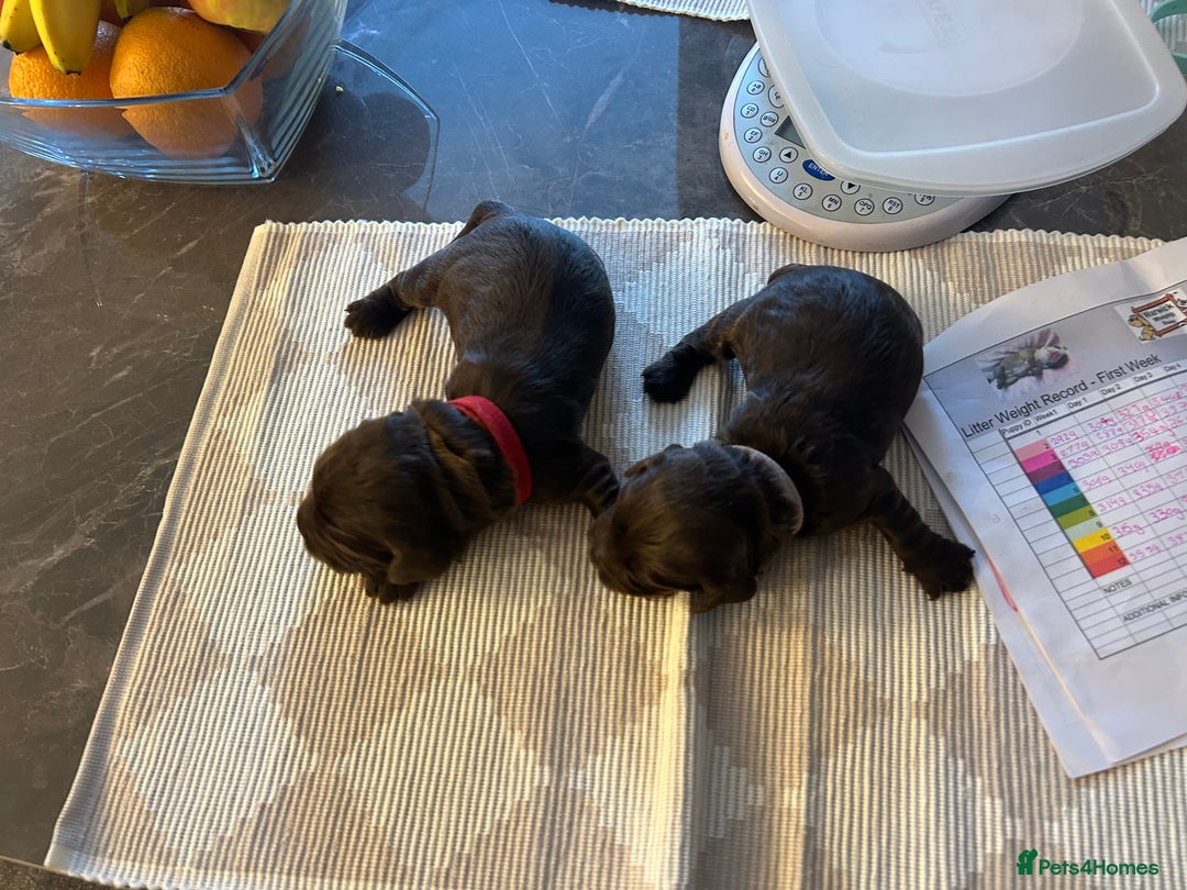 Cocker Spaniel dogs for sale: Final 2 pups in the Litter - Image 10