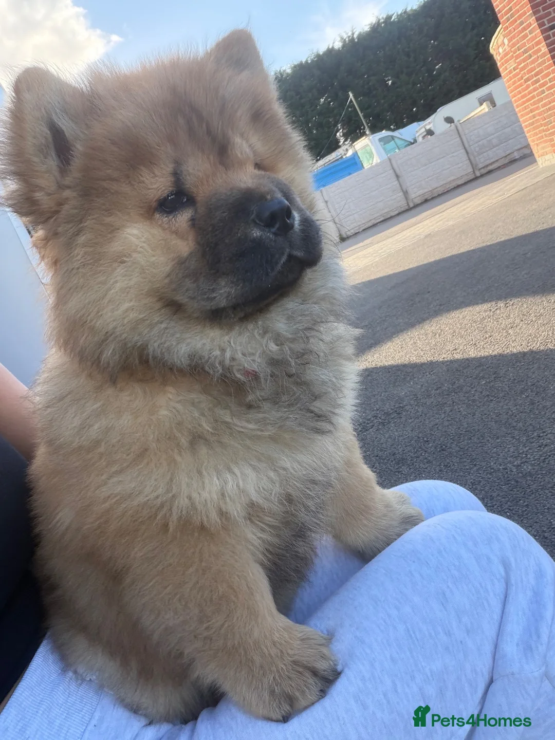Chow Chow dogs for sale: Blue tung chow chow red girl  in Sutton-in-Ashfield - Advert 2