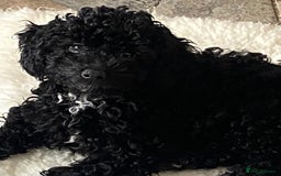 Cockapoo dogs for sale: Gorgeous F2 Cockapoos - Image 14