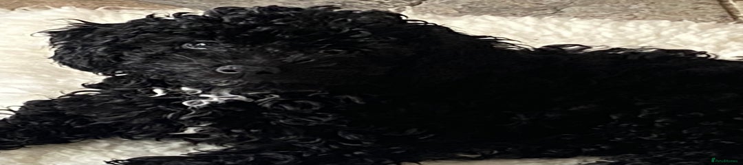 Cockapoo Puppy 5