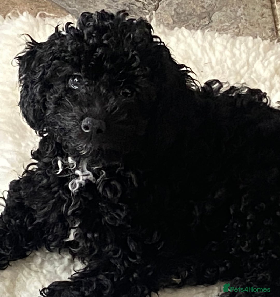 Cockapoo dogs for sale: Gorgeous F2 Cockapoos - Image 14