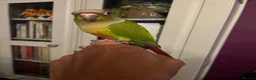Conures birds for sale: Hand Reared Pineapple Conure - Advert 5