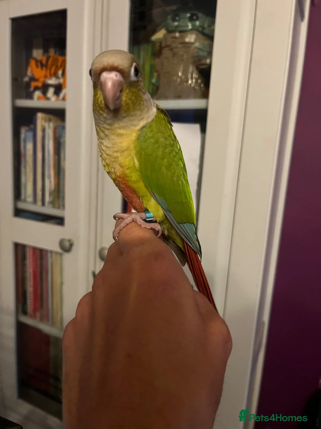 Conures birds for sale: Hand Reared Pineapple Conure - Advert 5