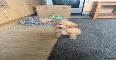 Maltipoo dogs - Advert 14
