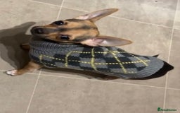 Chihuahua dogs for stud: Proven mini chihuahua stud - Image 3