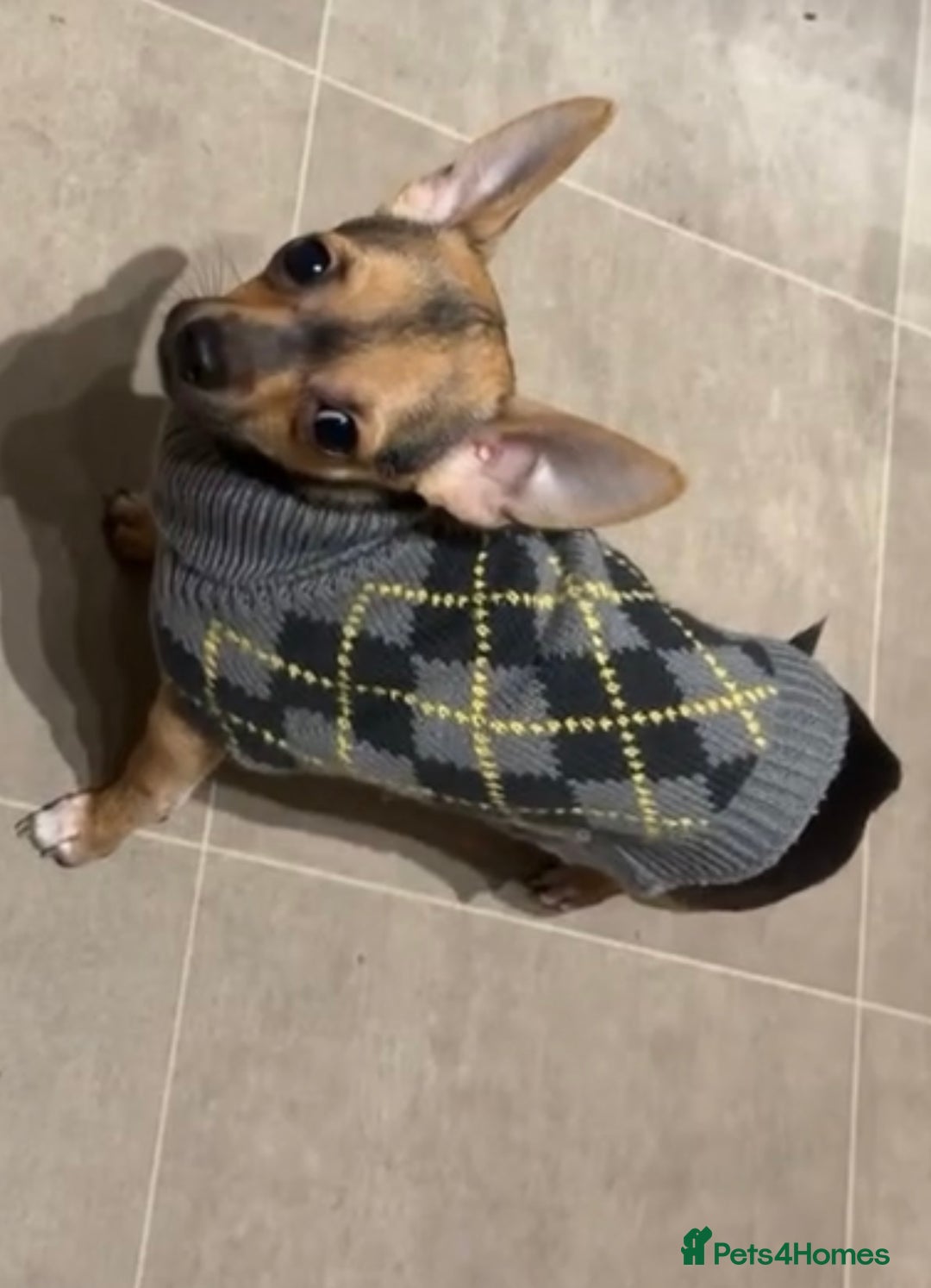 Chihuahua dogs for stud: Proven mini chihuahua stud - Image 3