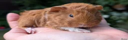 Guinea Pig rodents for sale: Gorgeous Guinea pig pups - Advert 4
