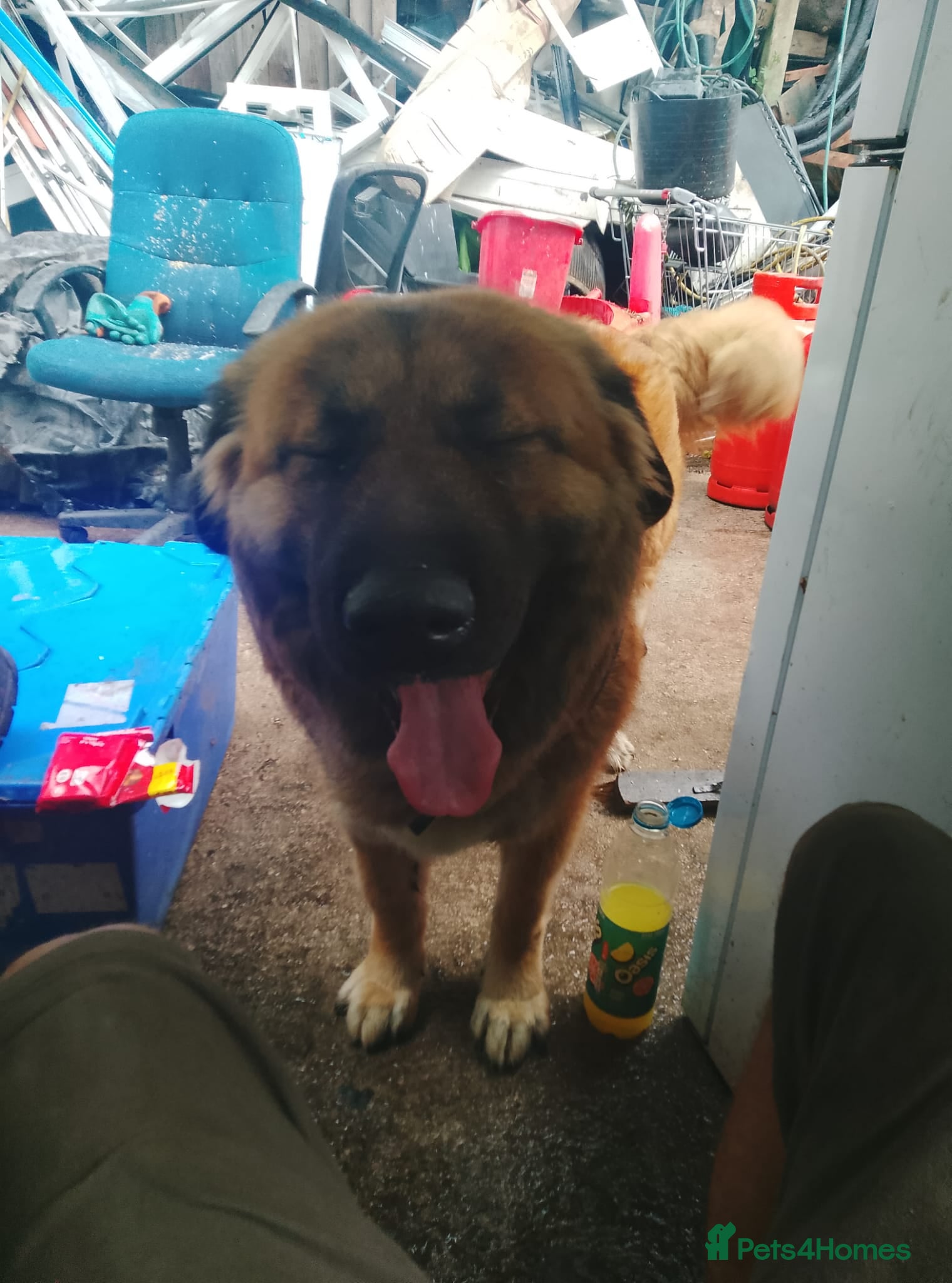 Caucasian Shepherd Dog dogs Adult female caucasian shepherd - Advert 4