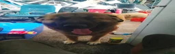Caucasian Shepherd Dog dogs for sale: Adult female caucasian shepherd - Advert 1