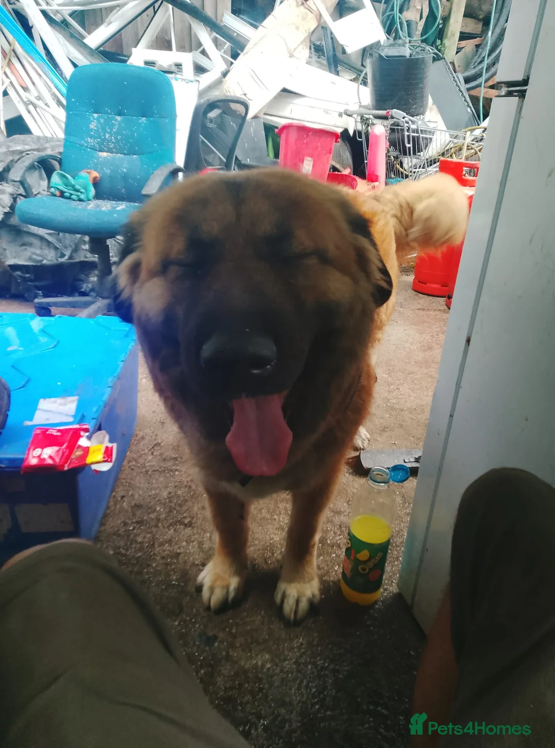 Caucasian Shepherd Dog dogs for sale: Adult female caucasian shepherd - Advert 1