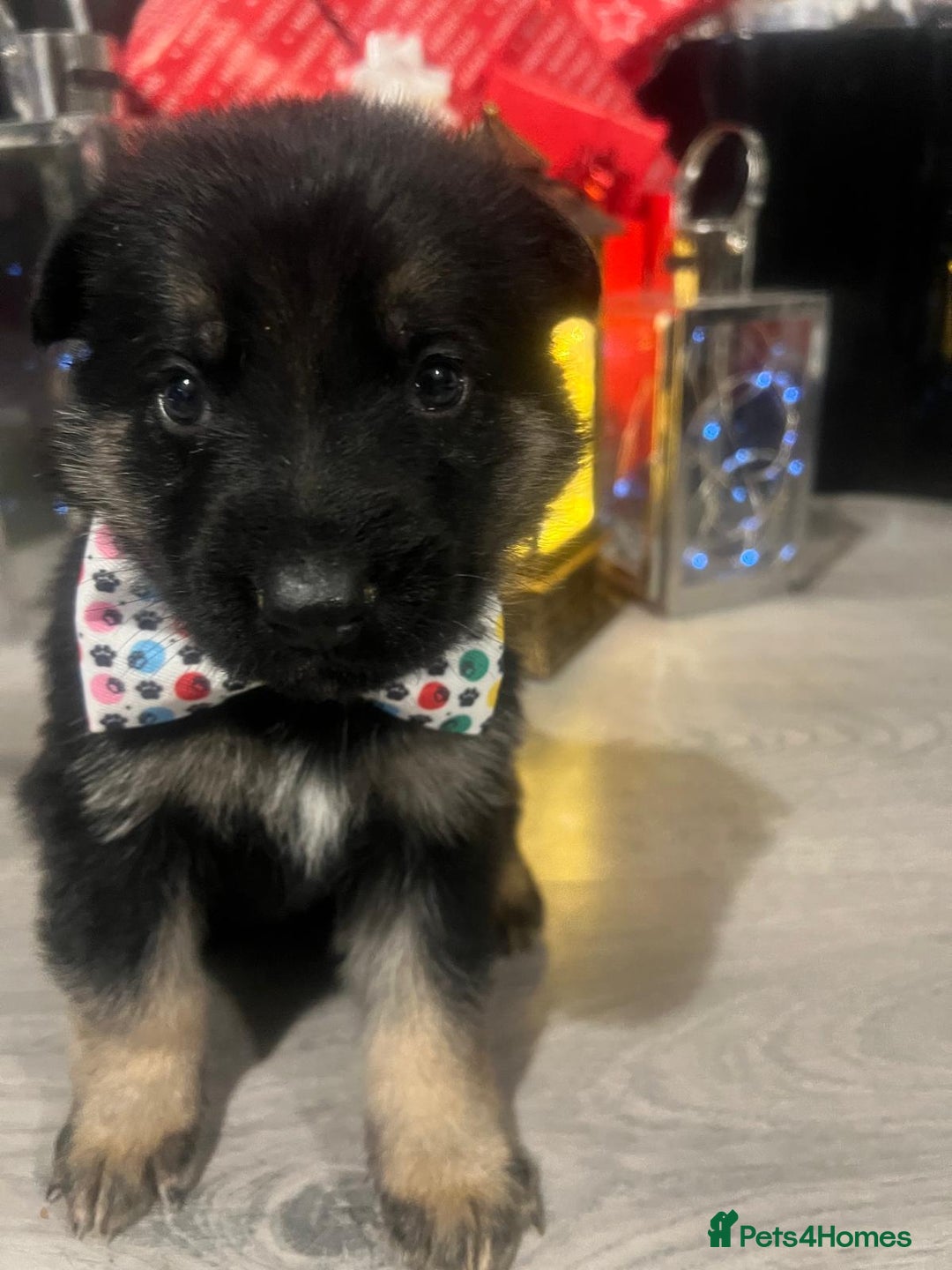 German Shepherd dogs for sale: Lovely GSD puppies  - Advert 16