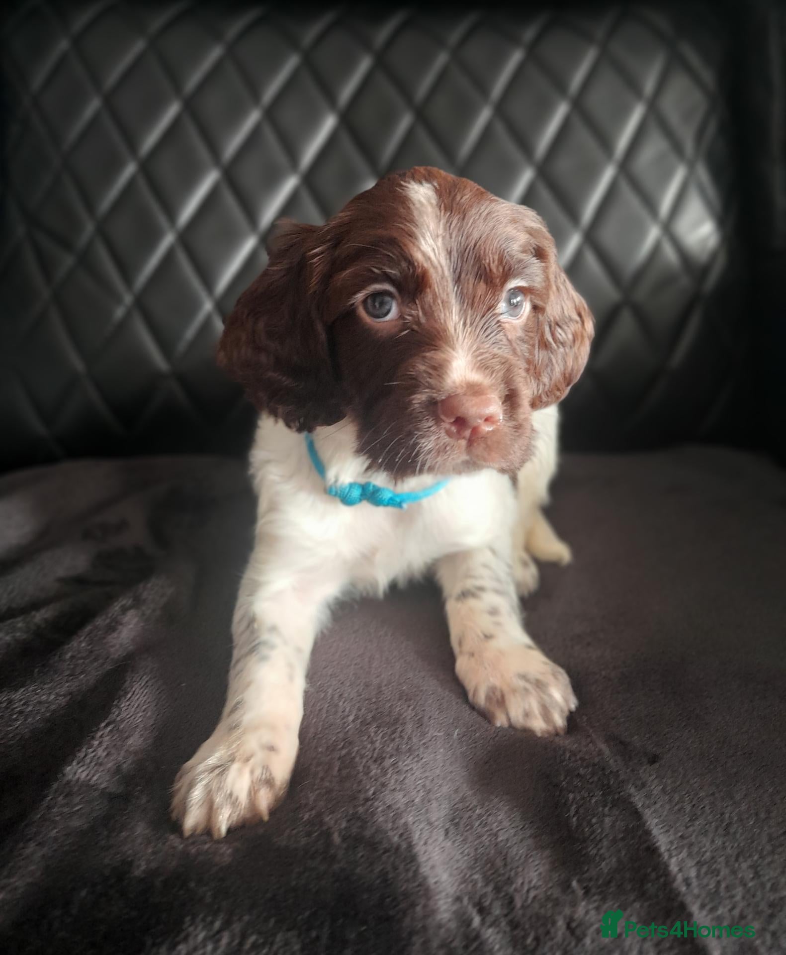 English Springer Spaniel dogs Last puppy Left (boy) - Advert 3