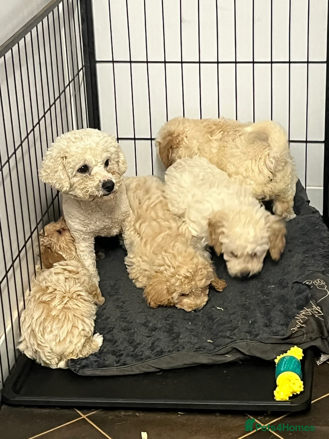 Poochon dogs for sale: stunningly cuddly two tone fudge poochons - Advert 12