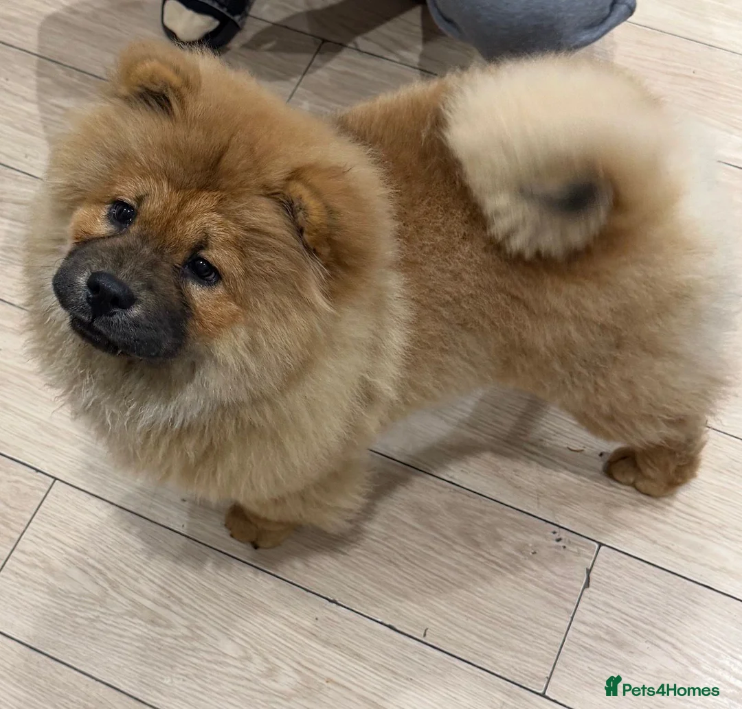 Chow Chow dogs for sale: Chow chow - Advert 9