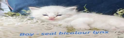 Ragdoll cats for sale: GCCF REGISTERED BEAUTIFUL RAGDOLLS KITTENS  - Advert 15