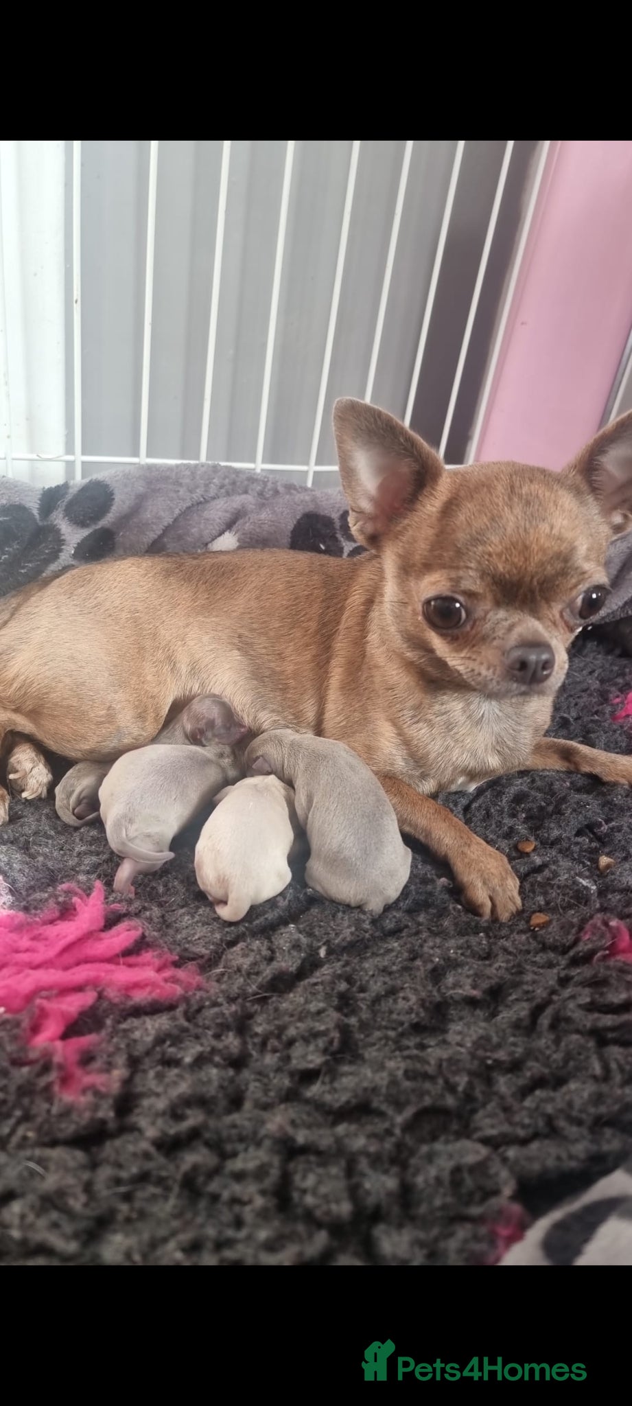 Chihuahua dogs for sale: Exquisite teeny Chihuahua puppies - Advert 4