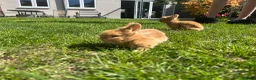 Lionhead rabbits for sale: 2 Beautiful Lionhead rabbits from family home - Advert 2