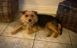 Jack Russell dogs for sale: Jack Russell Puppies  - Image 5