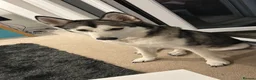 Siberian Husky dogs for sale: Storm husky - Advert 1