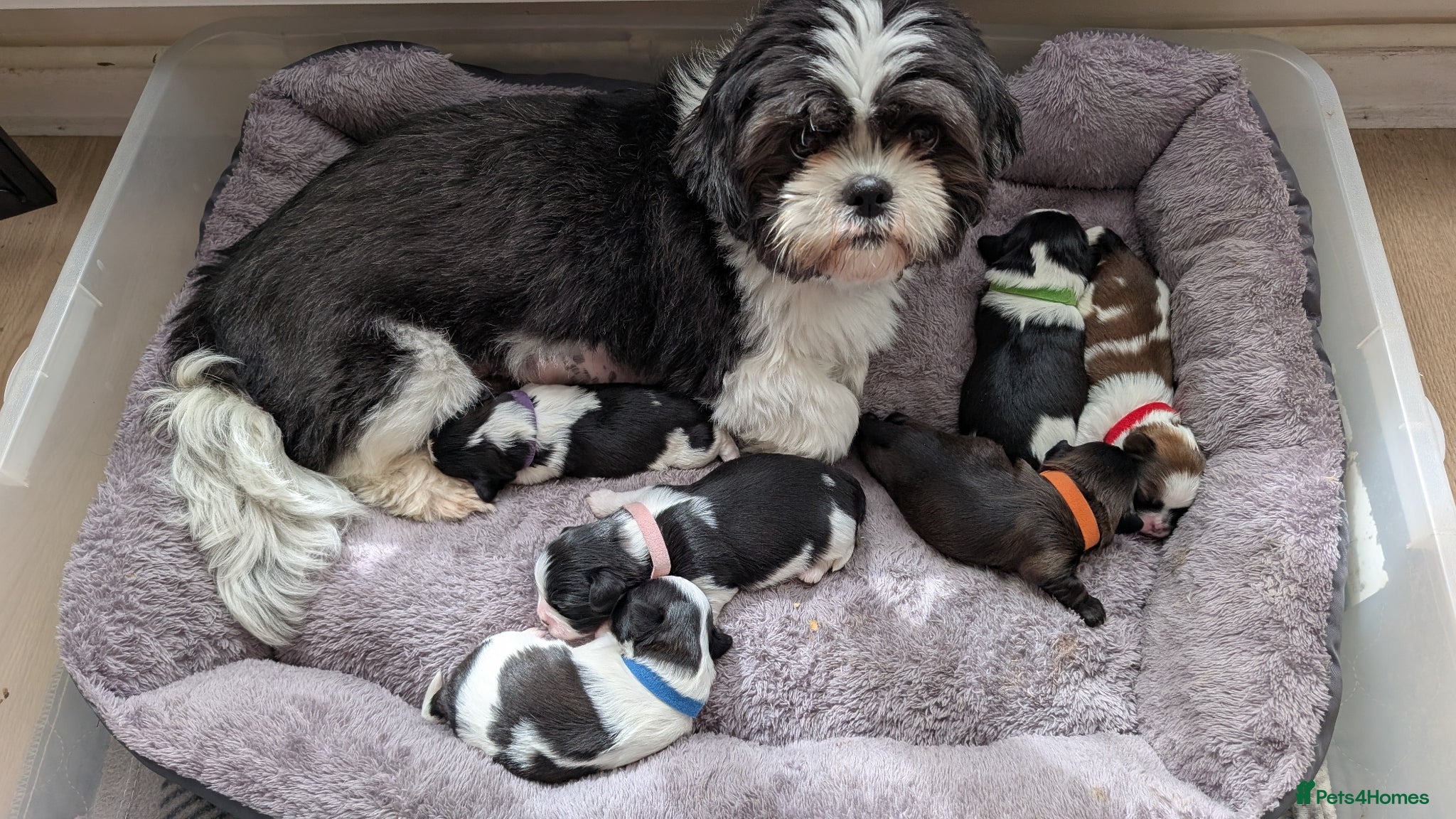 Shih Tzu dogs KC reg standard Shih Tzu puppies  - Advert 2