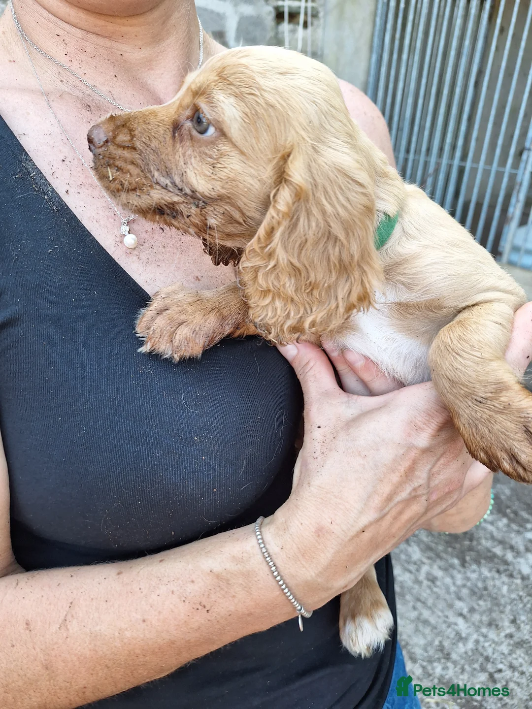 Sprocker dogs for sale: Sprocker puppies  in Plymouth - Advert 2