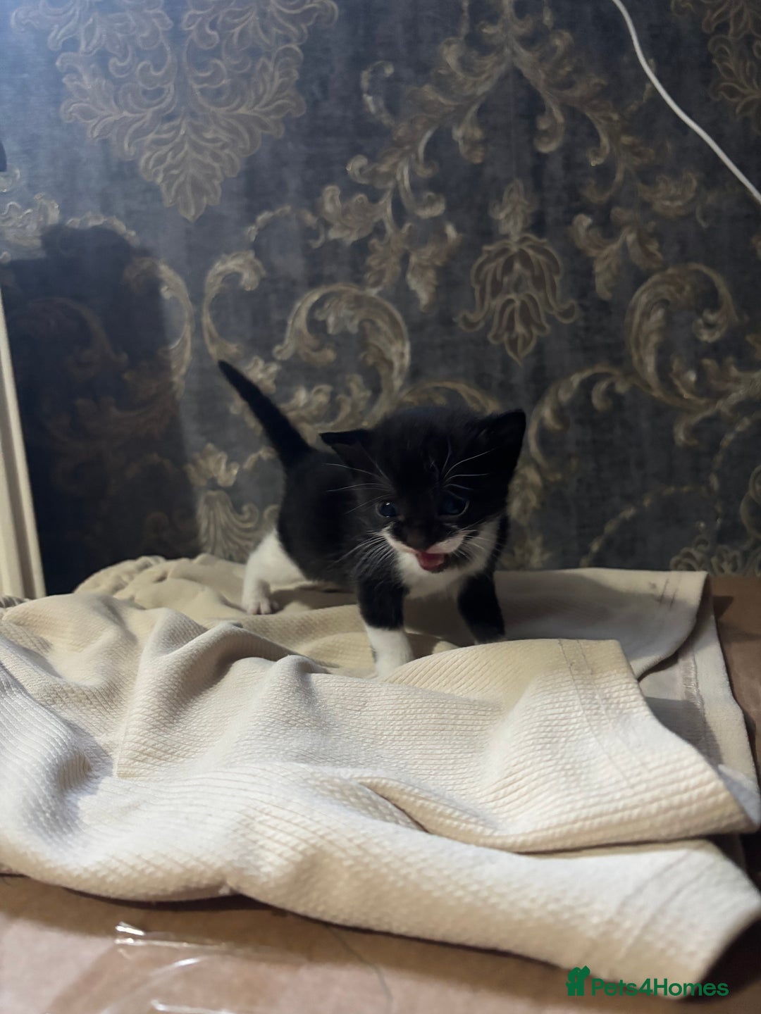 Mixed Breed cats for sale: Mixed kittens  - Advert 2