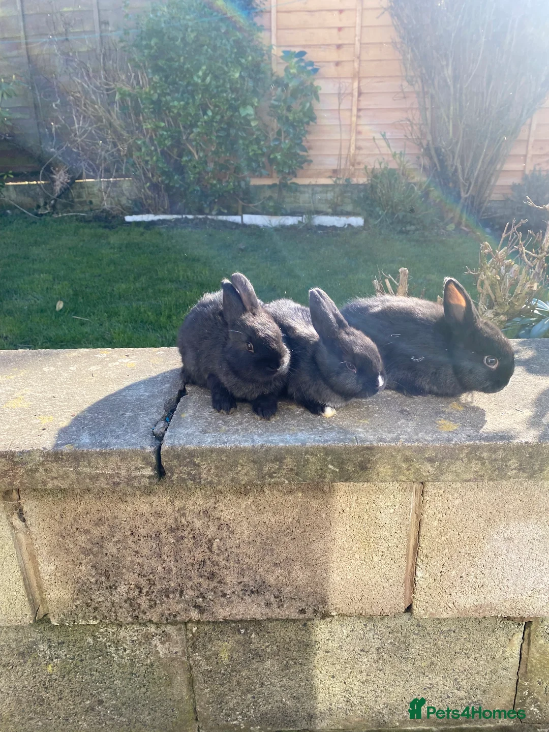 Mixed Breed rabbits for sale: Baby rabbits for sale.  - Advert 2