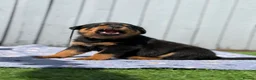 Rottweiler dogs for sale: 5 Exceptional KC Registered Rottweiler Puppies - Advert 13