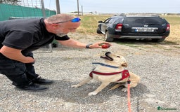 Labrador Retriever dogs for adoption: Dolly in foster in Essex  - Image 5