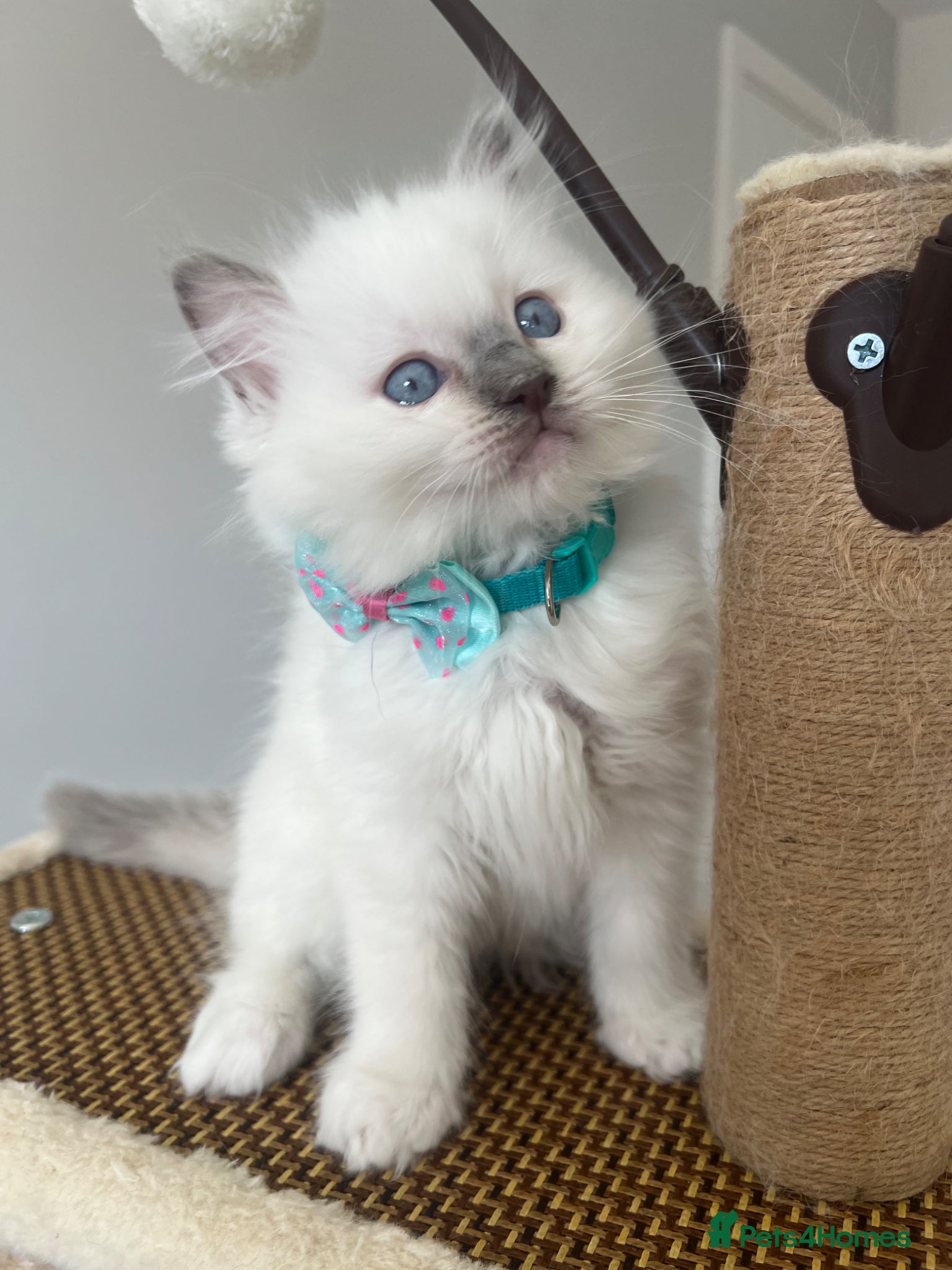 Ragdoll cats Registered Ragdoll kittens for sale LAST BOY - Advert 6