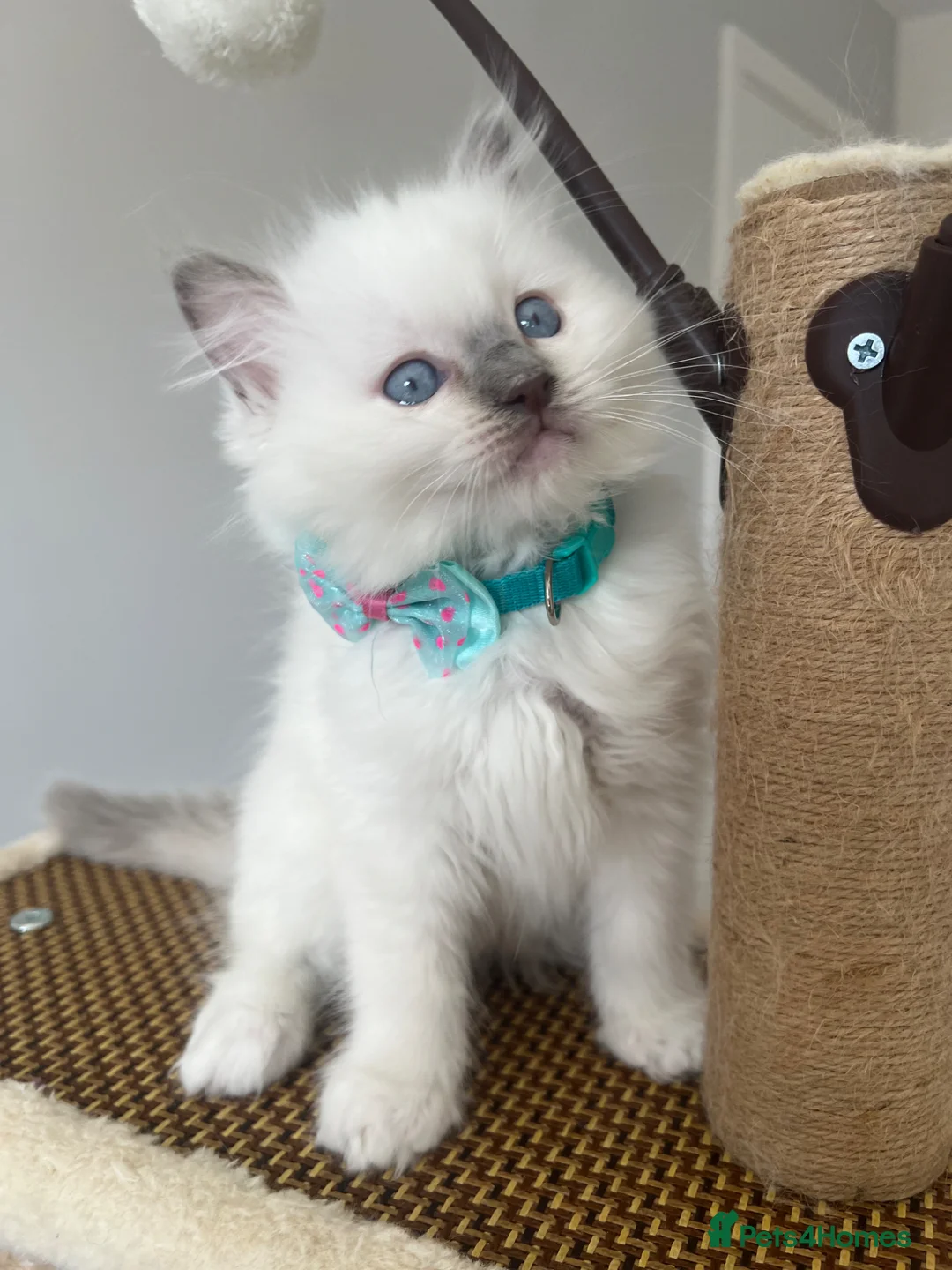 Ragdoll cats for sale: Registered Ragdoll kittens for sale LAST BOY in Guildford - Advert 2