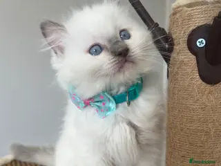 Ragdoll cats Registered Ragdoll kittens for sale LAST BOY - Advert 6