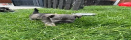 Miniature Schnauzer dogs for sale: Hello, I'm Darcy... and I'm expecting puppies! - Advert 2