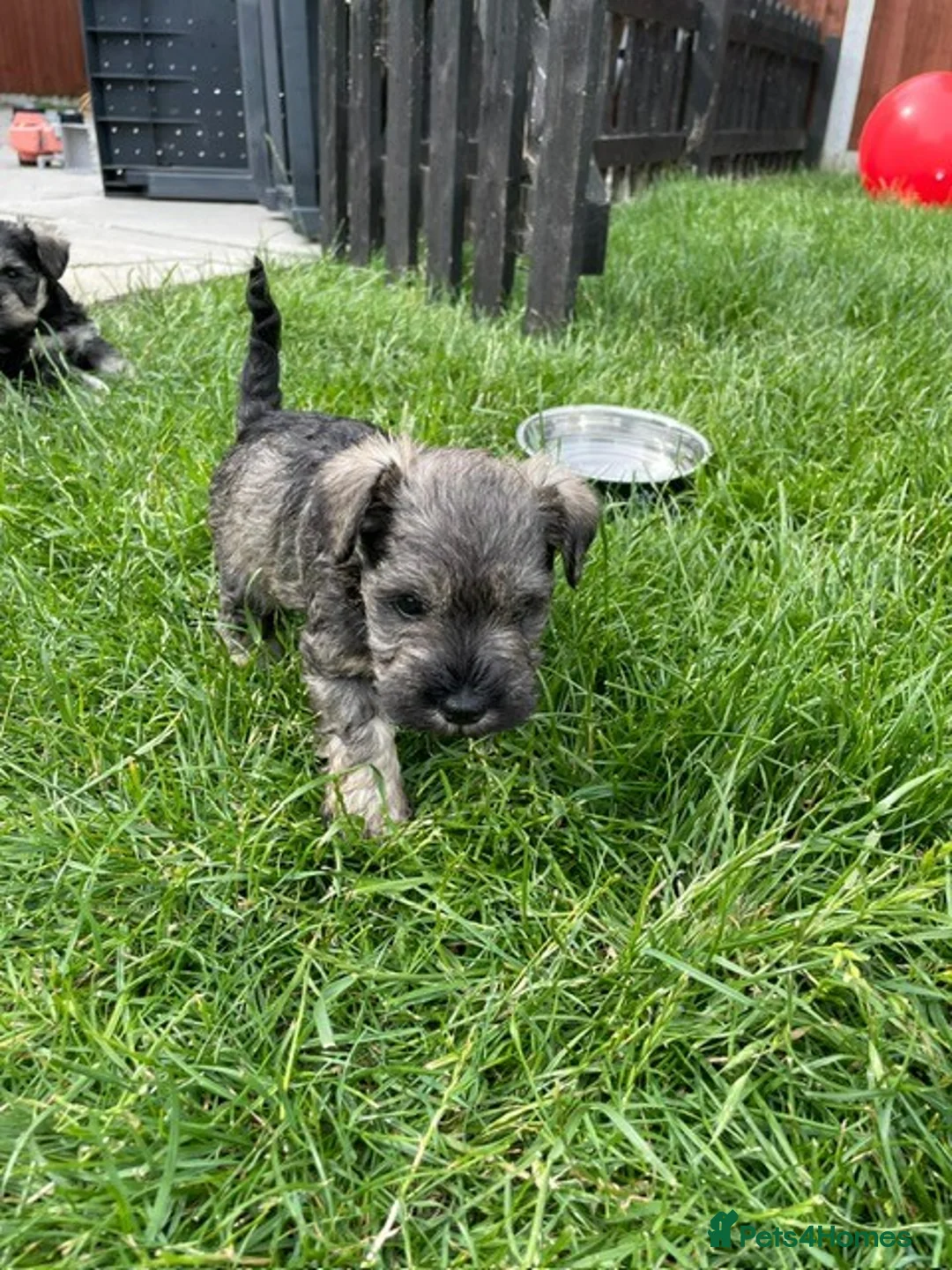 Miniature Schnauzer dogs for sale: Hello, I'm Darcy... and I'm expecting puppies! - Advert 2