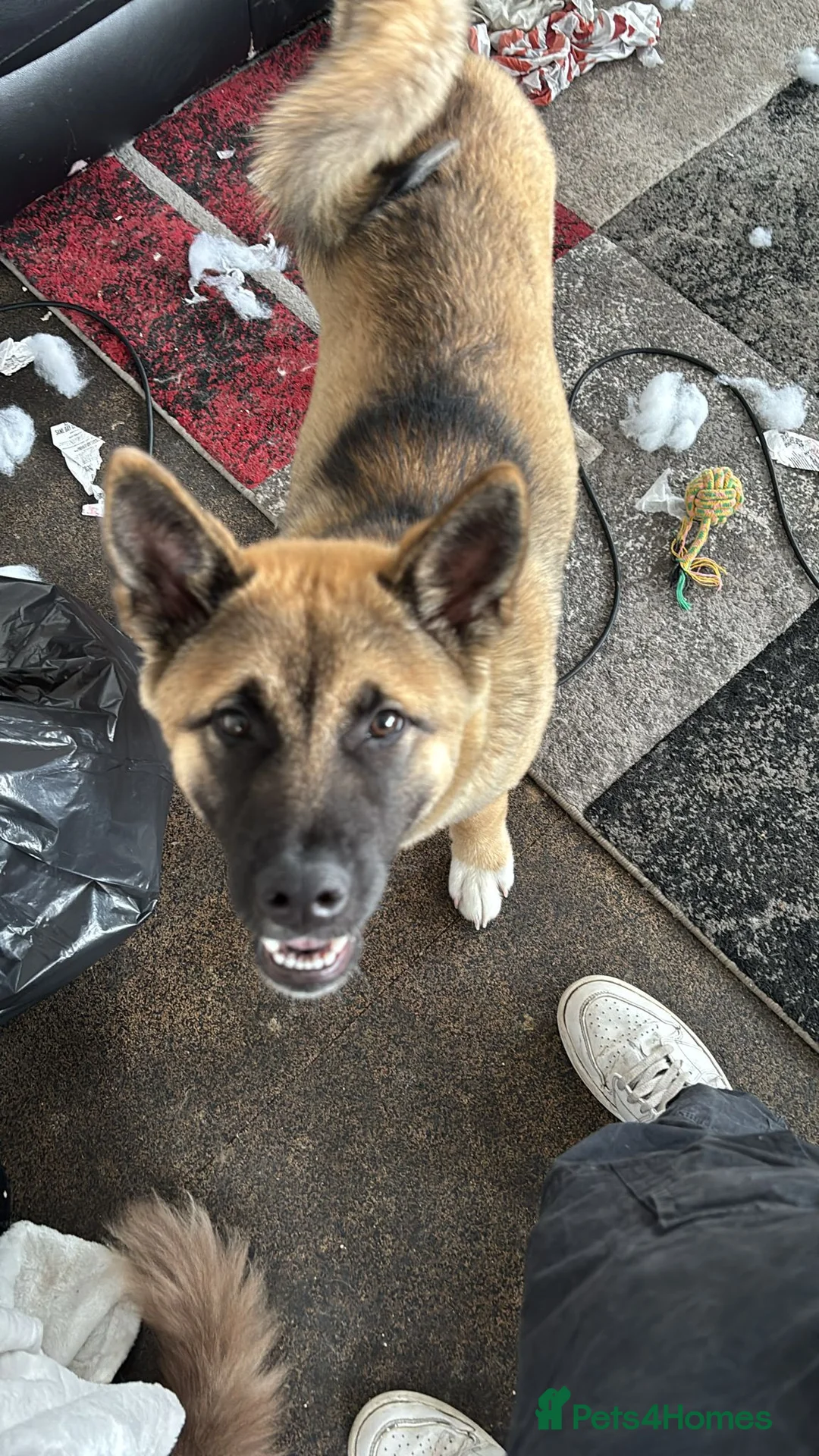 Akita dogs for sale: Kika is looking for a new home in Chelmsford - Advert 2