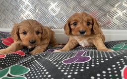 Cavapoo dogs for sale: F1 CAVAPOO puppies for sale  - Image 21