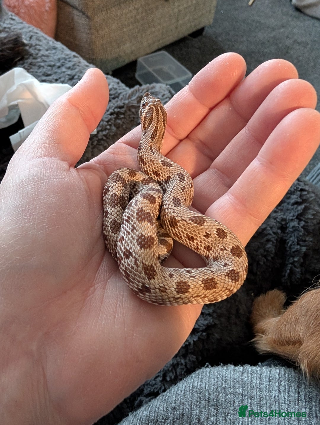 Snake reptiles for sale: Hognose male  - Advert 1