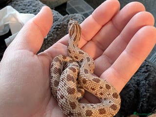 Snake reptiles Anaconda Hognose male - Advert 1