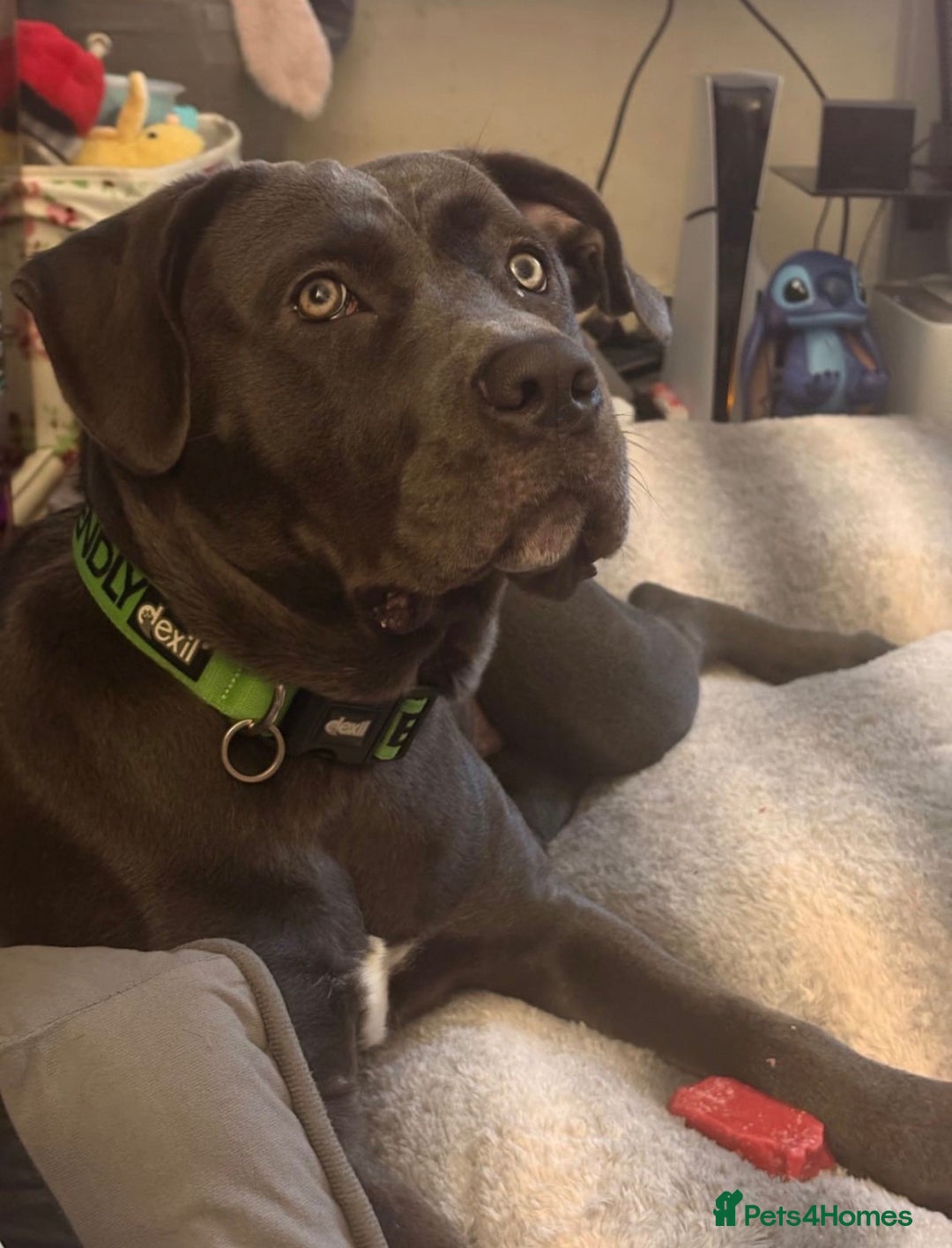 Cane Corso dogs for adoption: 9 month old female cane corso - Advert 1