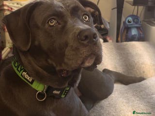 Cane Corso dogs 9 month old female cane corso - Advert 6