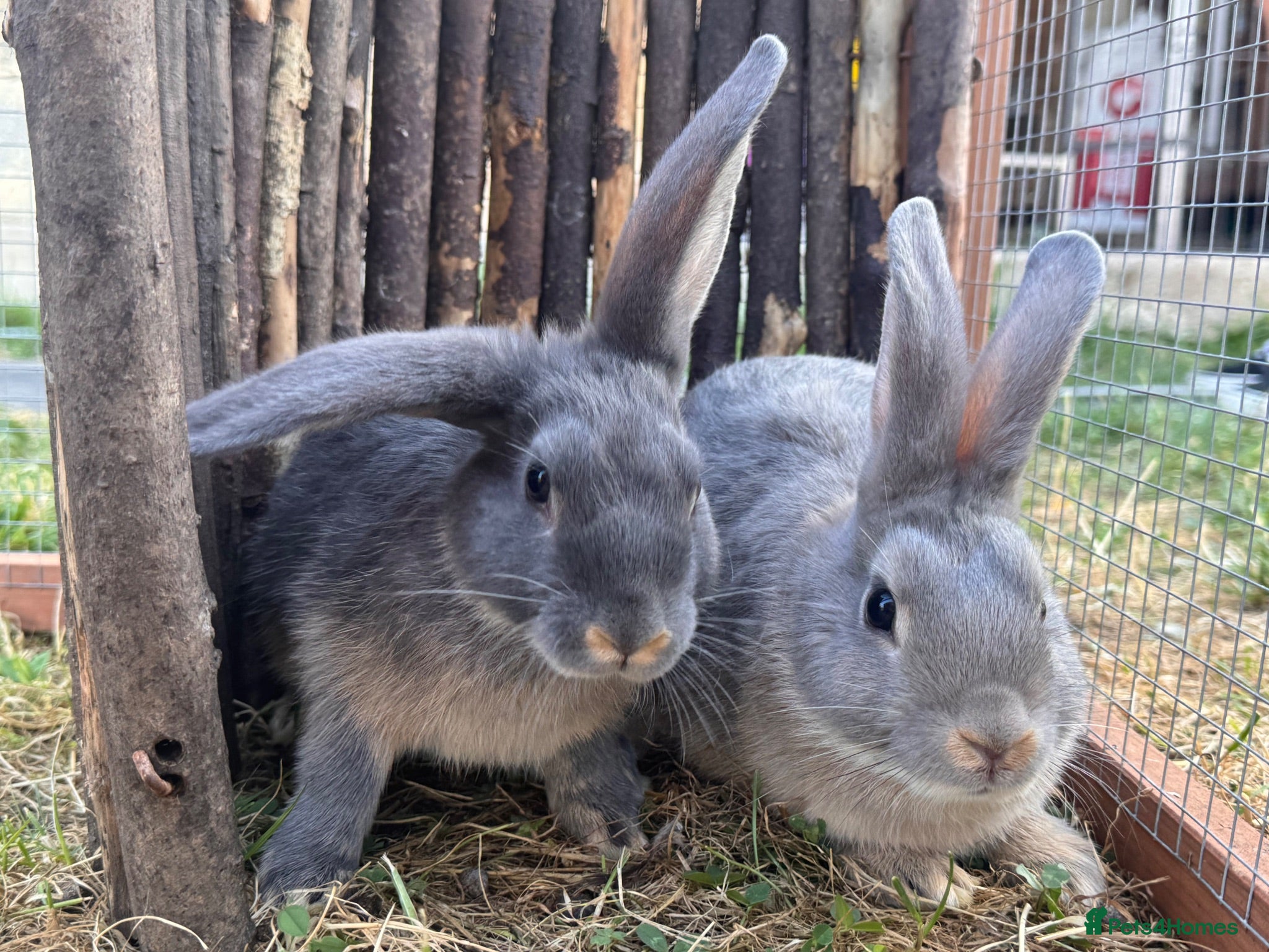 Rex rabbits Mini Rex x mini lop bonded brothers - vaccinated  - Advert 1