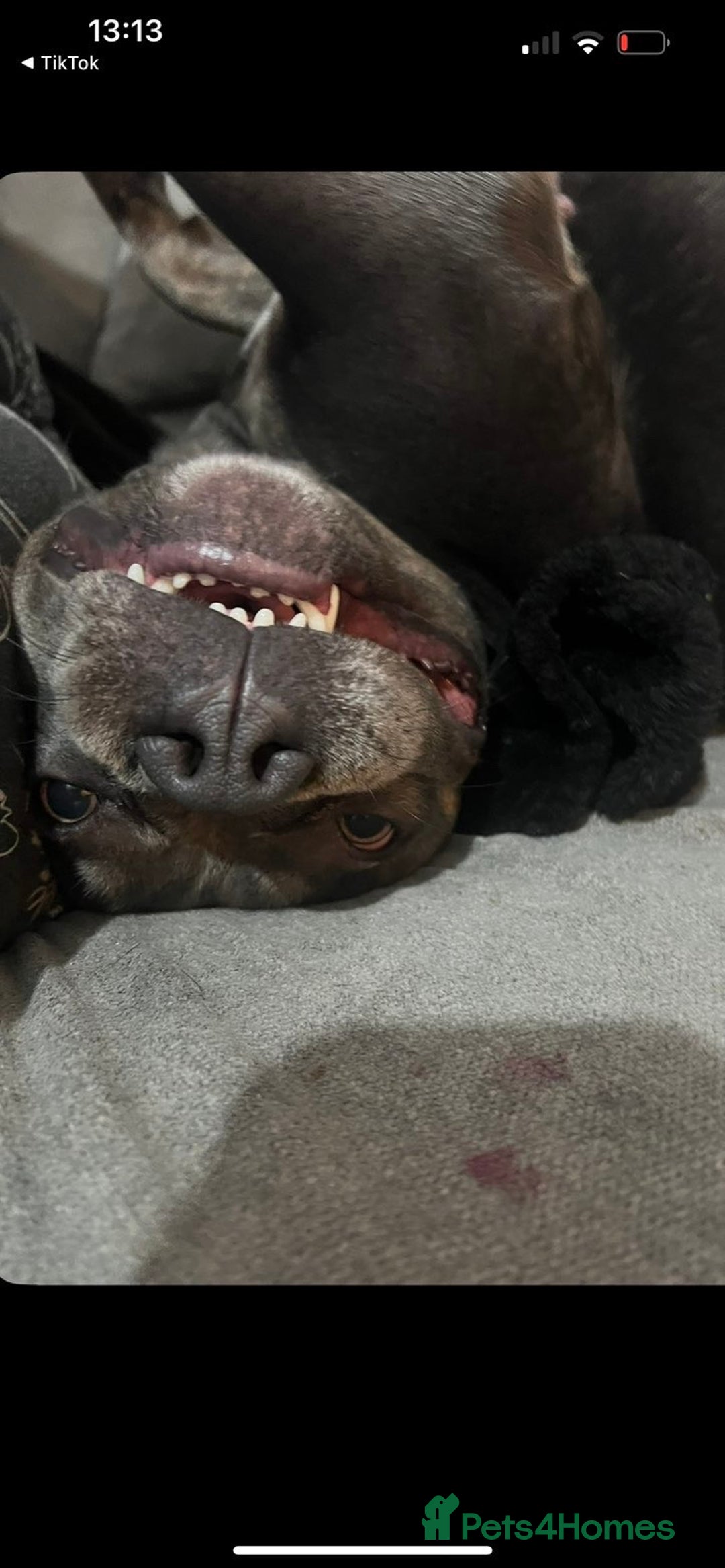 American Bull Staffy dogs for sale: Female staffy - Image 3