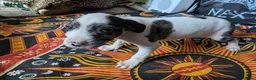 Mixed Breed dogs for sale: English pointer cross Staffordshire bull terrier - Advert 14