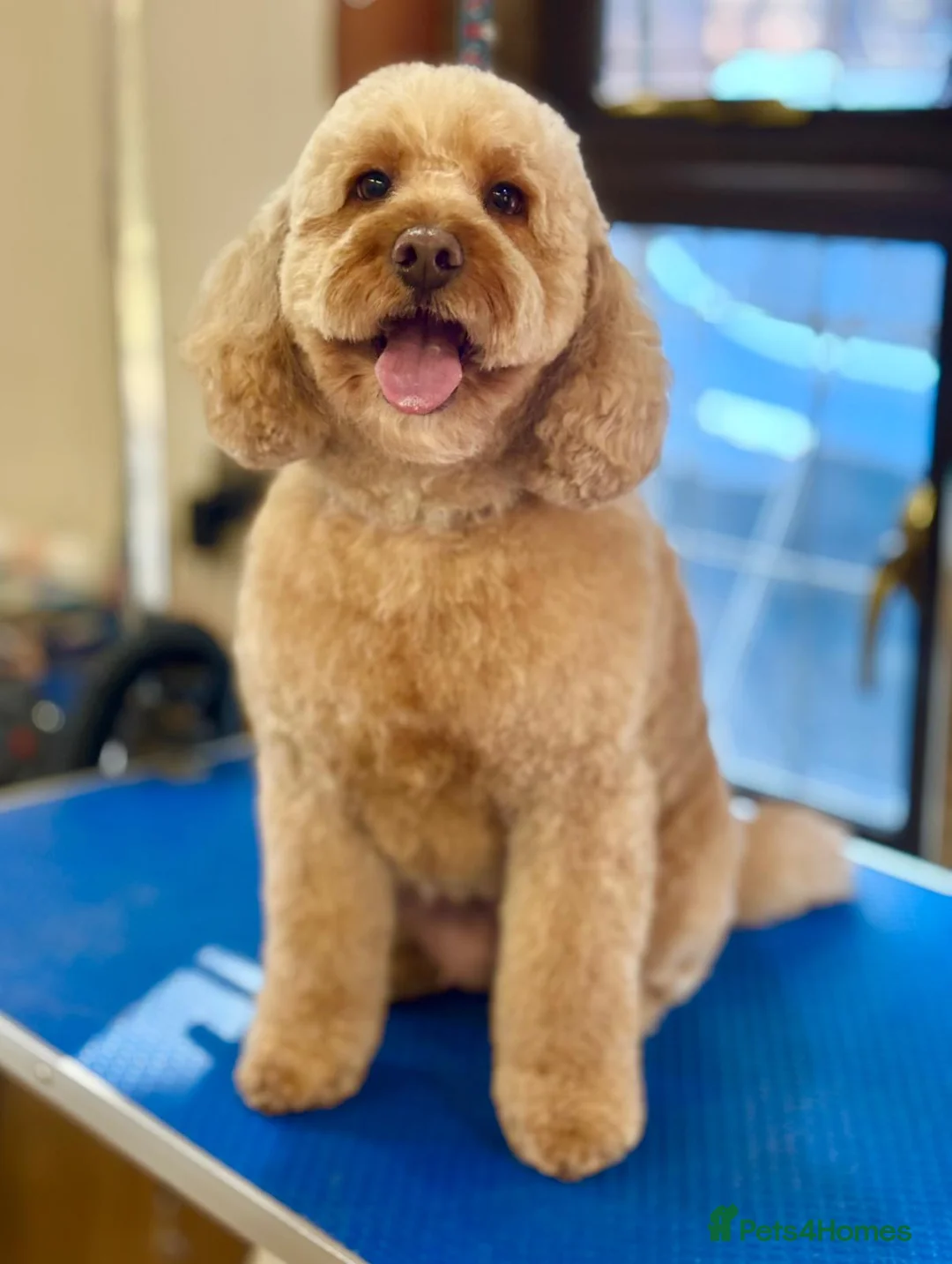 Cockapoo dogs for sale: F2 Cockapoo's  - Advert 1