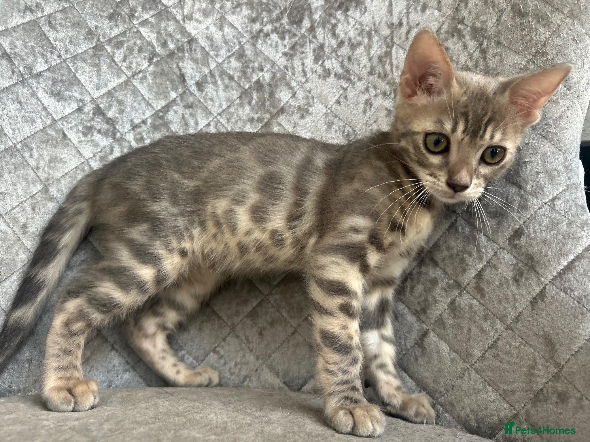 Bengal cats 💙 READY NOW 3 Blue Female TICA Bengal kittens  - Advert 18